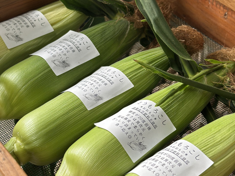 専用　岡山の朝堀り④たけのこ　14キロ　ぬか付き　無農薬無肥料　本日発送 天然タケノコ／無農薬・無肥料の朝掘りたけのこ