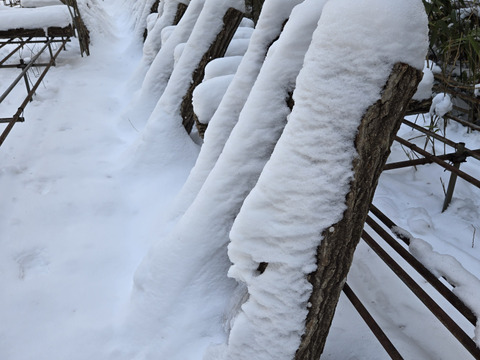 ★原木しいたけ　訳あり品　1.5キロ　高級品種