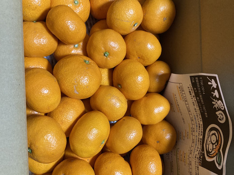 木下さんちのみかん『良品5キロ』