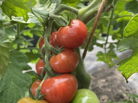 お米3kgとにんにく(白黒)＆季節野菜セット(旬枝豆・極甘ミニトマト入