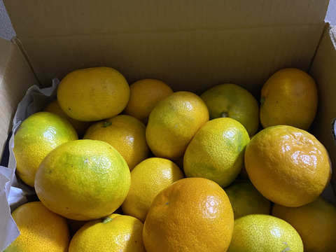 【感動のみかん】S～Mサイズ3kg とみ子ばぁばの宮川早生みかん糖度12度以上/有田産