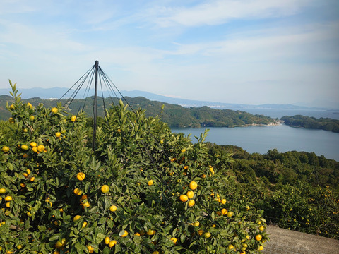 長崎県産訳あり伊木力系温州みかん5Kg