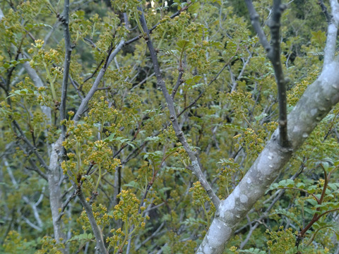 【ご予約受付中】希少な食材！丹波篠山産【花山椒】100㌘