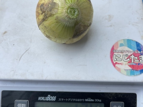 4月末日まで】農家直送!! 淡路島産ブランド新玉ねぎ 『にじたま