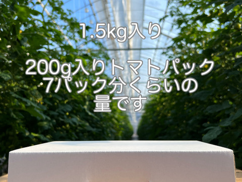 【1.5kg】5月・旬です♪てっちゃんの完熟ミニトマト・こすず朝採り農園直送便