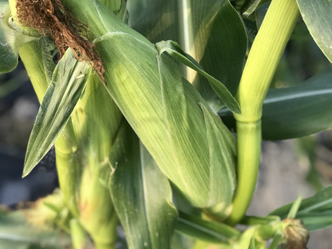 【淡路島より旬をお届け】ガブッと　とうもろこし　5本【朝どれ！新鮮！！】