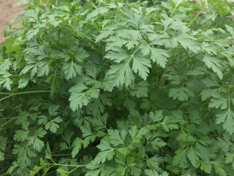 今が旬！香高いイタリアンパセリ　100g