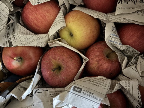 『訳あり りんご』サンふじ　りんご　10kg