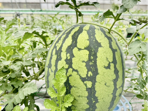 黄色いスイカ　圧倒的糖度を誇る『金色羅皇』　L玉　6-7kg