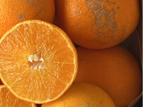 プルプルジューシー！！まどんな(訳あり) 3キロ