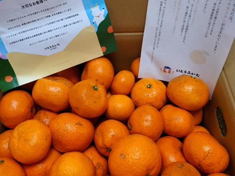 【訳あり】濃厚なコクと酸味がおいしい！有田みかん★自家製堆肥栽培★大満足10kg★和歌山