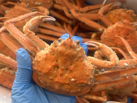 【2月限定販売！！訳あり品】北海道白老産　浜茹でオオズワイガニ(中サイズ 5杯)　約1kg