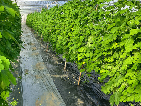 南の島のゴーヤ、オクラセット（各1kg）‼︎