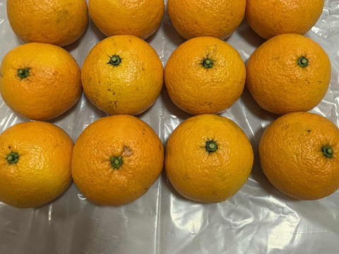 自然栽培♪  酸っぱい夏みかん3kg11～13玉