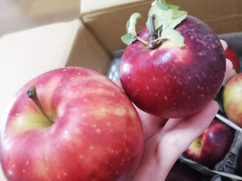 サンつがる　りんご　40％農薬カット　約7キロ　26個〜30個　赤点多め　虫食いあり　小玉　野球ボール多め