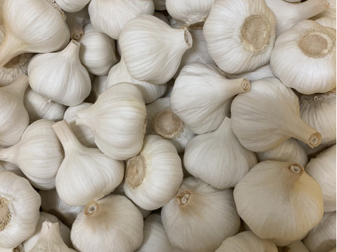農薬化学肥料不使用》愛知県国産ニンニク500g（M～Lサイズ約13個