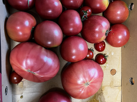 予約1月下旬から順次発送【特別栽培農産物の取得】＼訳あり／受賞歴３回！ソムリエトマト4〜5kg（１８玉～３６玉) ②のオマケ❗️ソムリエミニトマト　ダイヤ