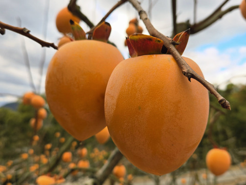 ★干し柿用　秀品！！　大サイズ　40～45個　正味10kg～　愛宕柿　枝つき　慣行栽培品　渋柿