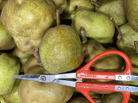 ラスト1箱2種盛！お試しラフランス3キロ＋訳あり王林3キロ　合計6キロ以上。　農薬半減栽培で安心安全