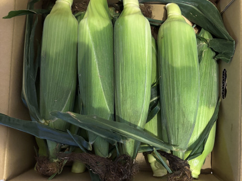 大きくて甘〜いとうもろこし　400g以上 A2Lサイズ