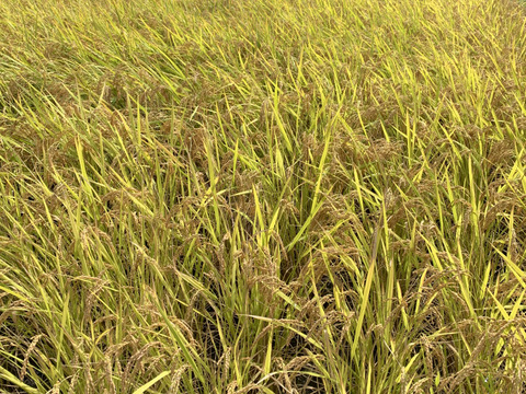新米【令和６年生産】ひのひかり　白米　お試しサイズ２Kg　冷めても美味しい甘みがあるモチモチご飯