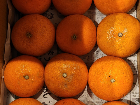 【(株)人にやさしく様用】【売り切り価格！祝！愛媛県出身たくろうM-1優勝セール！！無くなるまでやります！】愛媛が誇る高級柑橘　ふぞろいのまどんなたち　8kg×2箱（80個前後）（ご家庭用）