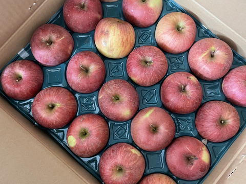 すぐ発送！農薬半減栽培葉取らず樹上完熟サンふじ5k16-23家庭用訳あり　蜜入りもあり❣️　りんご