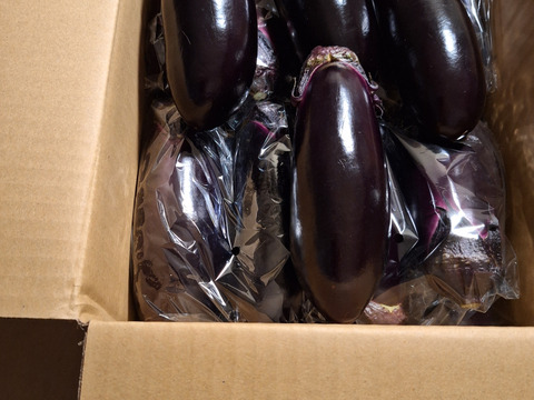 -記憶に残る茄子- 特別栽培　石田茄子　20本