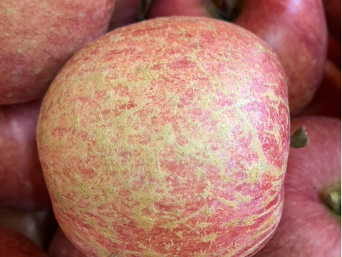 ご家庭用サンふじリンゴ　3kg