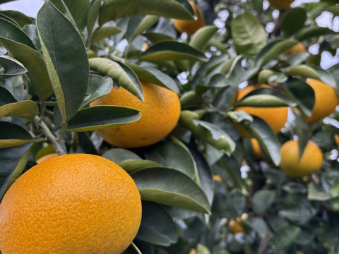 【訳アリ】サイズ規格外！小さい小玉サイズだけど中身はおいしーｯ！はっさく✨
（ご家庭用・10kg箱）