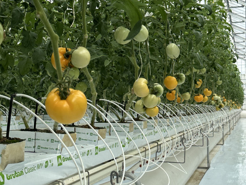 パリッと！新鮮！大玉トマトの2品種ランダムお楽しみセット【6袋】