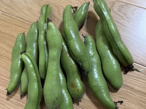 そら豆1kg 【丹波篠山産】