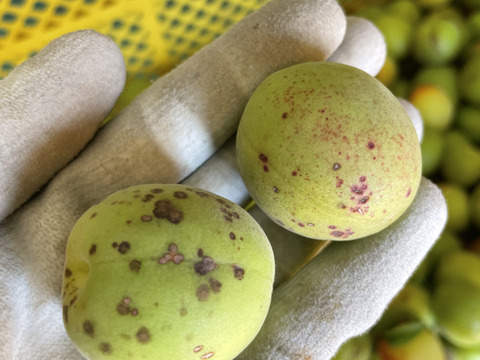 中熟梅　栽培期間中農薬不使用　化学肥料　除草剤不使用　農家直送　ご家庭用　5キロ　ご注文後収穫となります