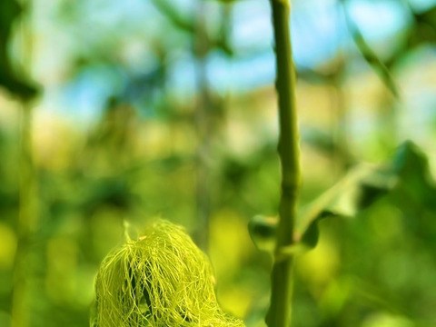 寒暖差20℃で栽培した幻のトウモロコシ