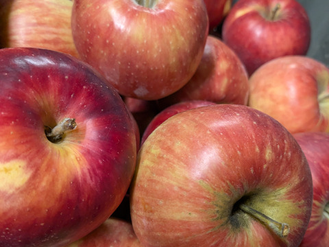 サンつがる🍎大中玉2.5㎏(8～12玉パック入り)