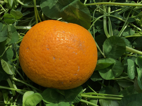 採れたてお届け！清見オレンジ1kg&爽やか八朔1kgセット【農薬不使用】