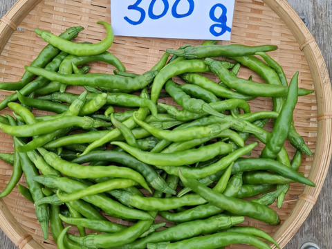 訳あり‼ガツンと辛い激辛青唐辛子2025年新物500g