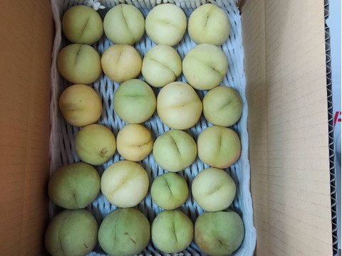 白桃　望月もちづき　生食コンポート用　約3キロ満杯詰　訳あり家庭用