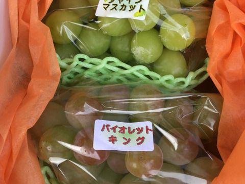 ☆ 【シャインマスカット&amp;スカーレット】 お中元 ぶどう シャインマスカット 晴王 青秀 600g×1房 岡山県