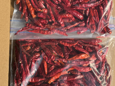 農家自慢の香り豊かな栃木県産　乾燥赤唐辛子 新物  150g以上 お入れしてお送りします。約300本以上入ります。