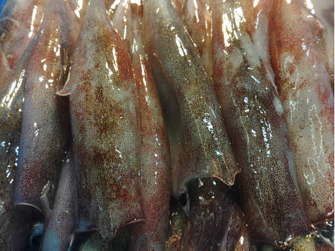 【墨袋除去済み】青森県産ヤリイカ500g×2｜真空冷凍・家庭用