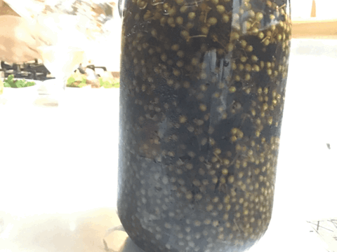 青森県八戸豊崎産　実山椒400g　フレッシュ採れたて