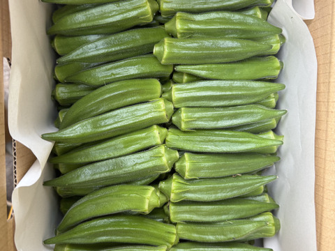 【朝採れ新鮮‼️鹿児島・指宿産オクラ（正品）】100本入り