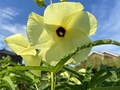 【希少野菜】【エディブルフラワー】花オクラ　12輪