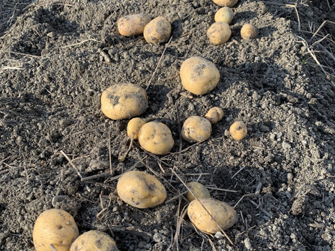 高野山麓精進野菜　農薬化学肥料不使用　訳あり！カラフルじゃがいも詰め合わせ