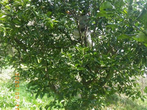 自然栽培はっさく・紅八朔混合(1kg)　因島で59年以上農薬肥料不使用の畑で栽培　完熟落果
