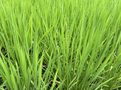 新米令和6年産　早場米で甘くてもちもち！九州天草方原産清流米(コシヒカリ5キロ)