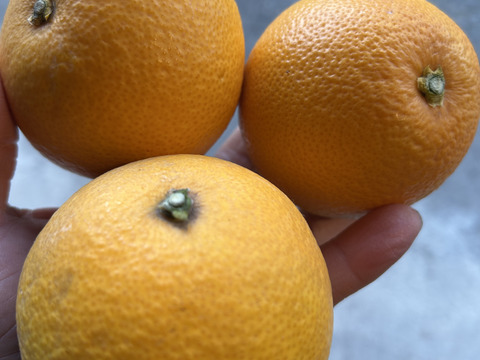 紀の川　八朔　小玉Sサイズ５kg（箱込み）格安！　おいしさは一緒！