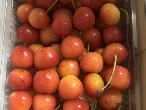 ★今シーズンラスト販売★朝どり★甘いパリパリ★大粒さくらんぼ★贈答規格★紅秀峰　2L　500g★贈り物にも！