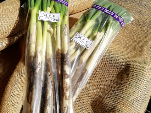 留守農場の泥ネギ❗甘いです❗(800g×5束)